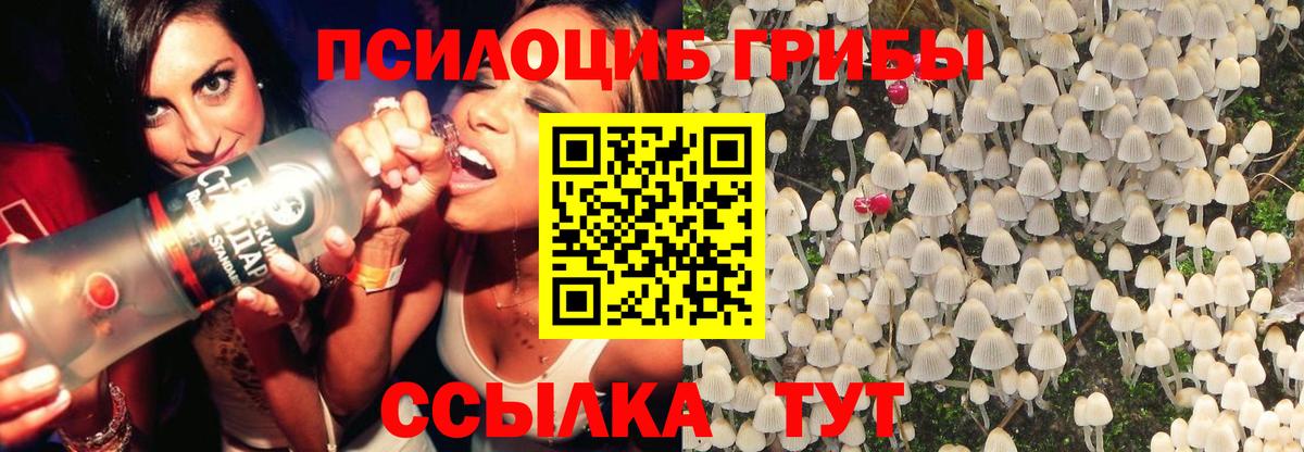 Псилоцибиновые грибы Psilocybine cubensis Гатчина